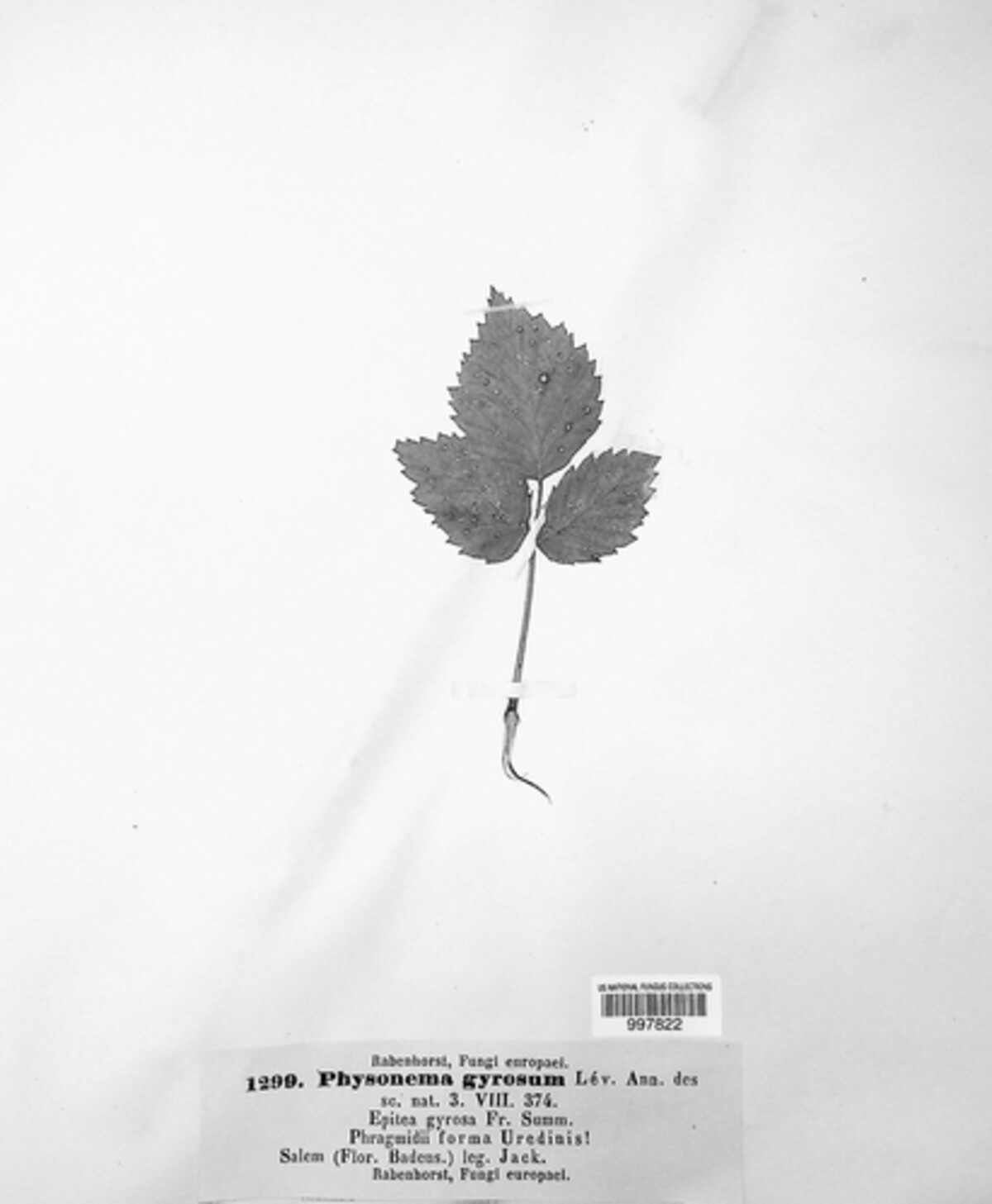 Phragmidium image